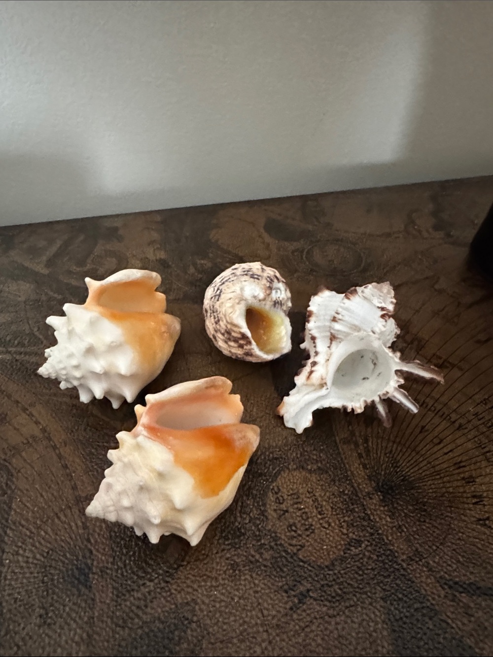 7 Sea Shell - Picture 3 of 11
